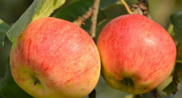 Výhody jablek pro mužské tělo